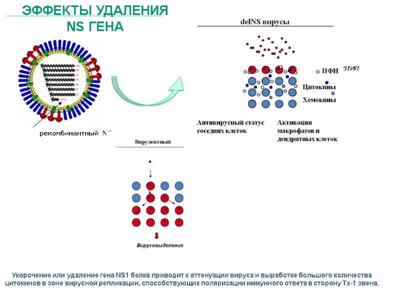 рекомбинантный NS ген Репликативно-неполноценный фенотип Отсутствие вирусовыделения Адъювантный эффект  Эффекты удаления NS гена